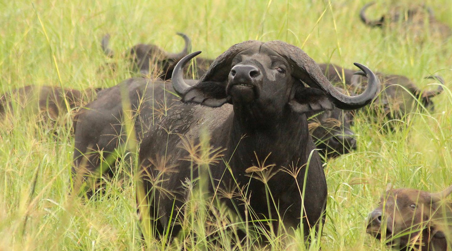 animals in karamoja