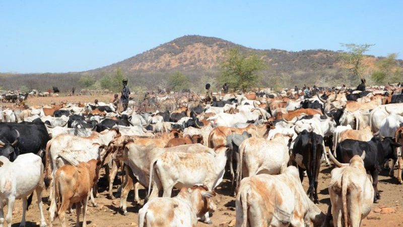 karamoja cattle